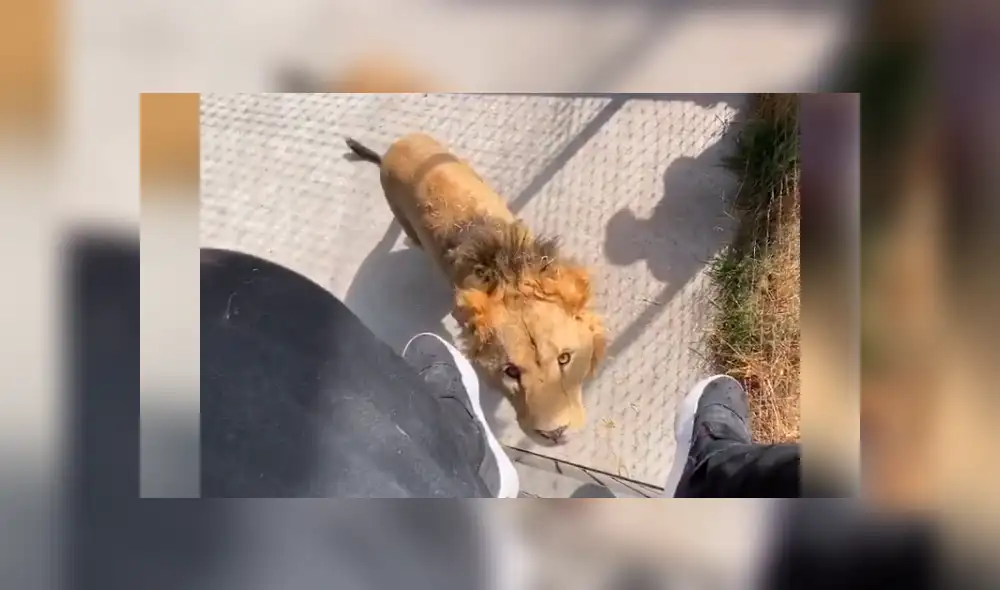 Desliza hacia la izquierda para ver la efusiva reacción del león con su amo que se volvió viral en Facebook.