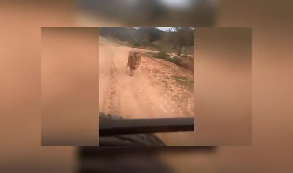 El video viral de Facebook muestra la temible reacción de un enfurecido león que atacó a un grupo de turistas. El video viral de Facebook muestra la temible reacción de un enfurecido león que atacó a un grupo de turistas.