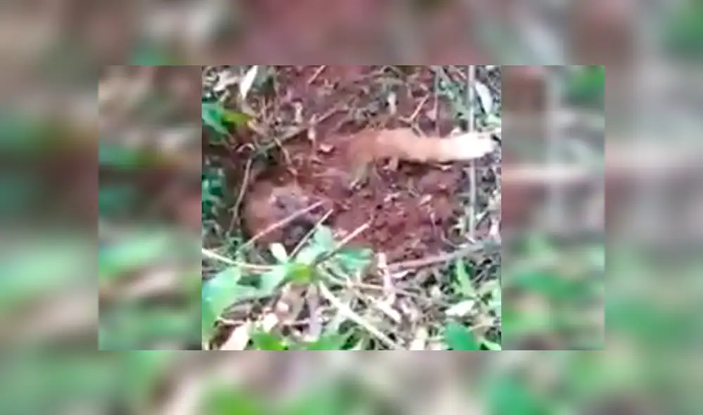 Perro fue enterrado vivo en bosque y es rescatado cuando estaba a punto de morir [VIDEO] 