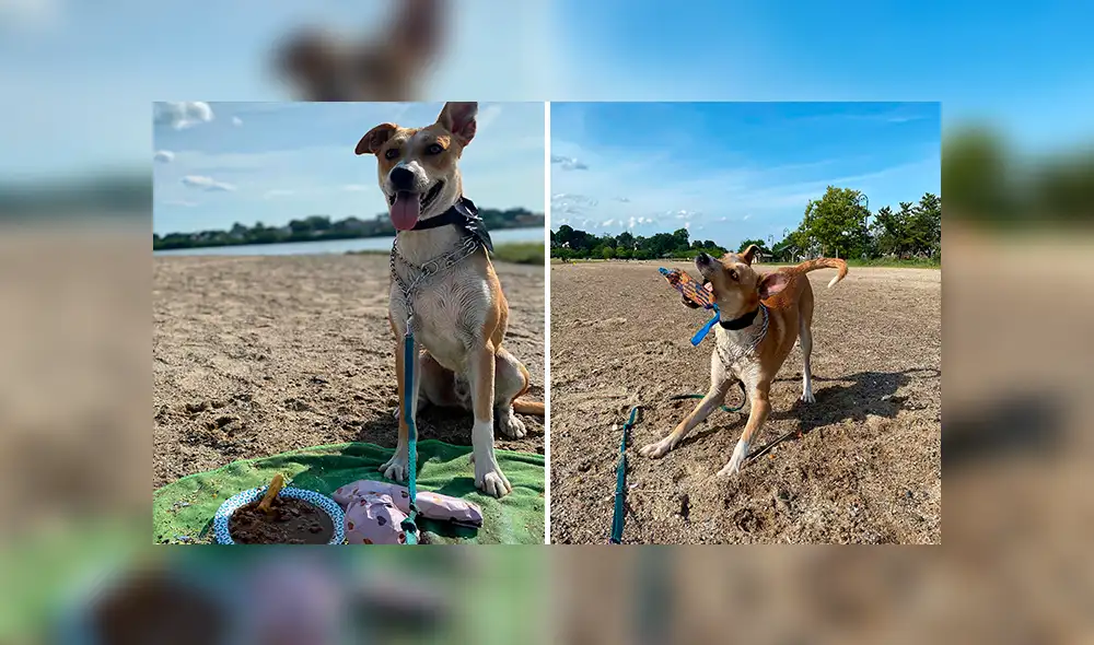 Desliza las imágenes hacia la izquierda para observar la reacción de un perro al recibir la sorpresa de su dueña. Foto: Fernanda Paola.