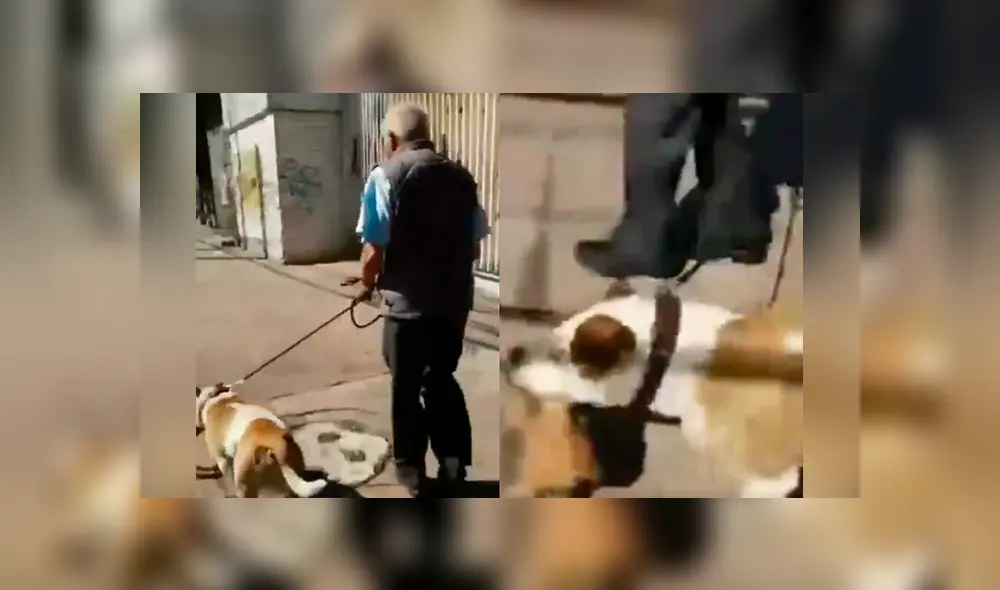 Hombre permite que su perro mate a un gato y lleve el cadáver en el hocico [VIDEO]