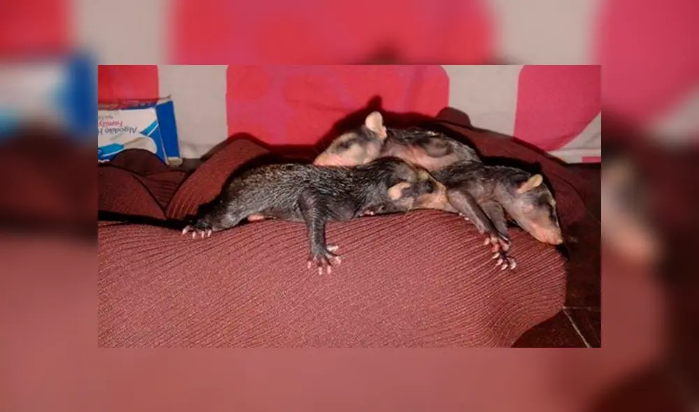 Desliza para ver los detalles de esta historia viral de Facebook. Foto: Captura. Desliza para ver los detalles de esta historia viral de Facebook. Foto: Captura.