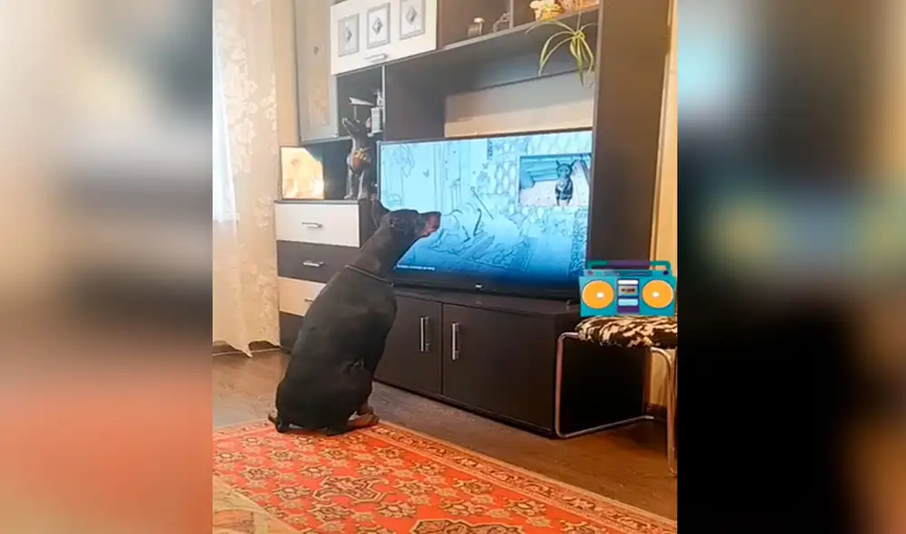 Desliza las imágenes para apreciar la singular escena que protagonizó un perro al hacer ejercicios tras mirar un programa de TV. Foto: captura de TikTok