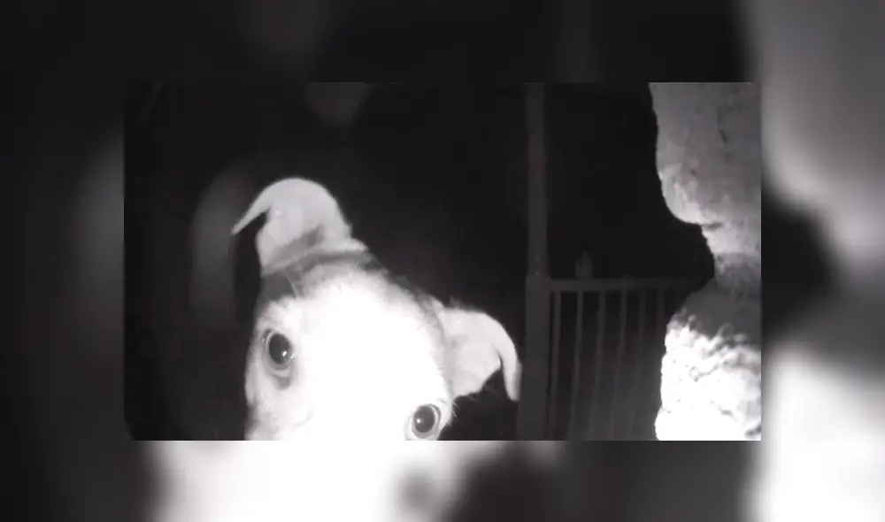 Sigue avanzando para ver los detalles del video viral de YouTube. Foto: Captura.