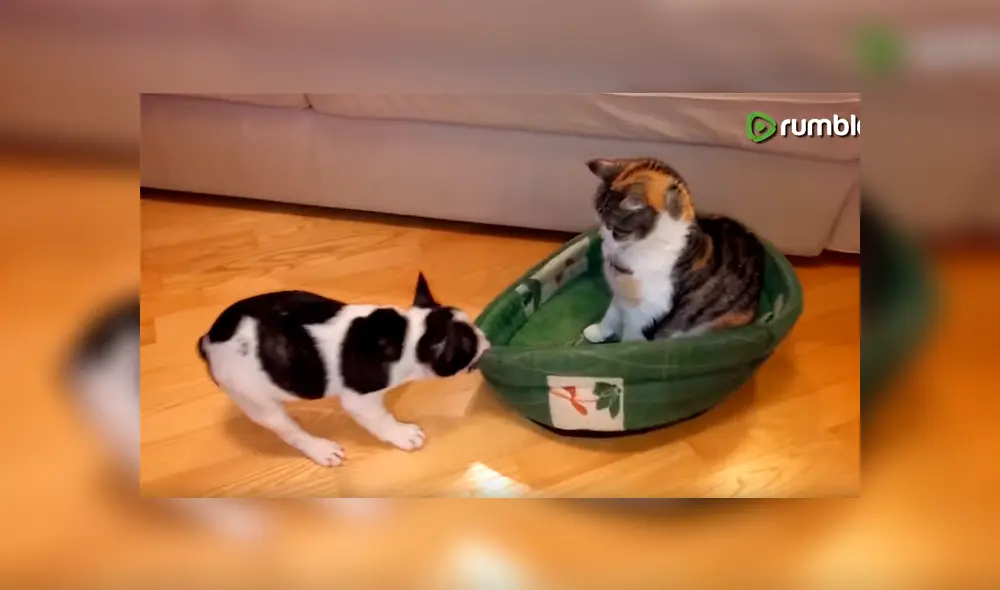Perro bebé pelea con gato por su cama y desenlace enternece a todos [VIDEO] 