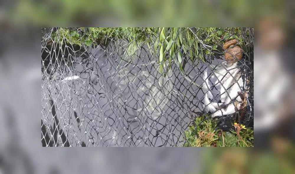 Familia de Máxima Acuña denuncia envenenamiento de mil truchas de su criadero [FOTOS]