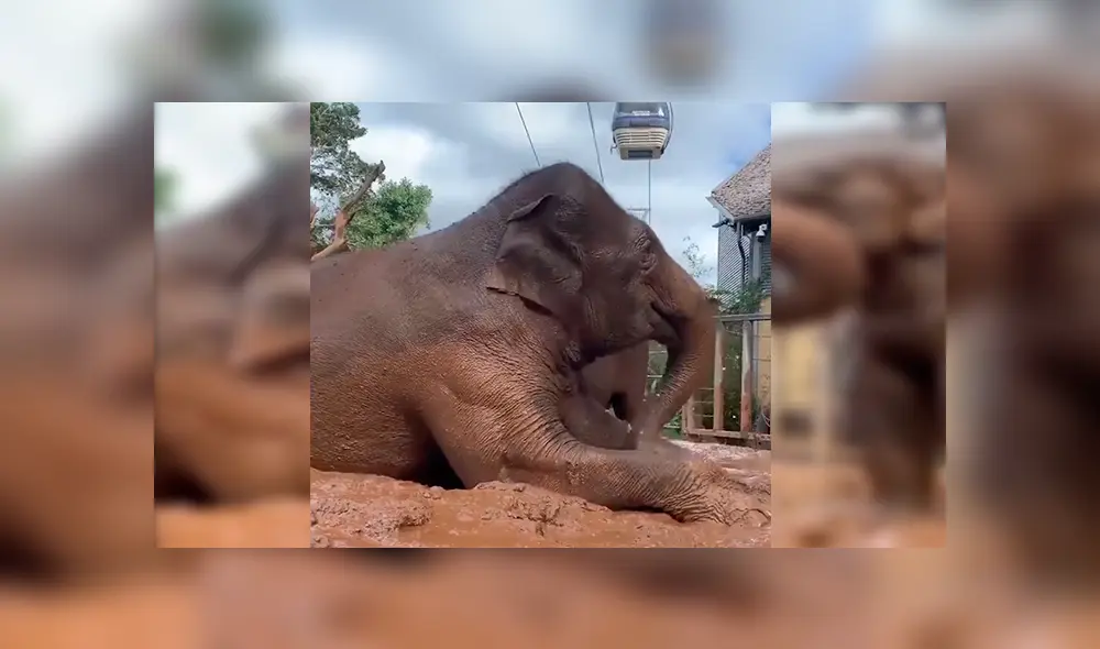 En YouTube, una mamá elefante fue captada en el preciso momento que protagonizó junto a su cría.