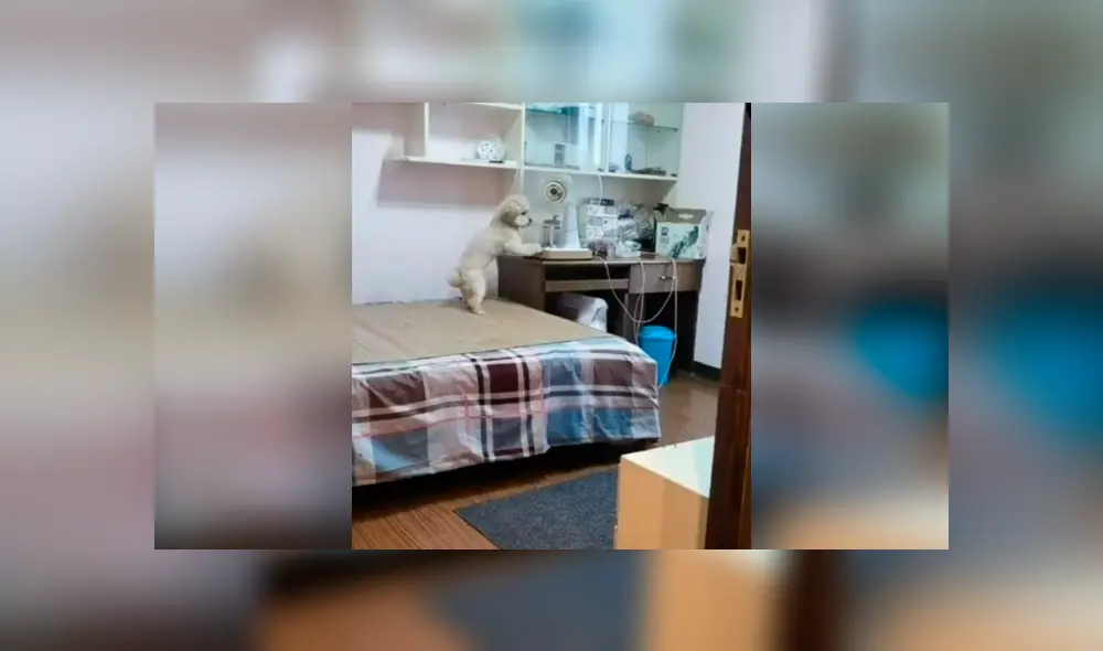 Desliza las imágenes para descubrir la travesura que cometió un perro durante la ausencia de su dueña.