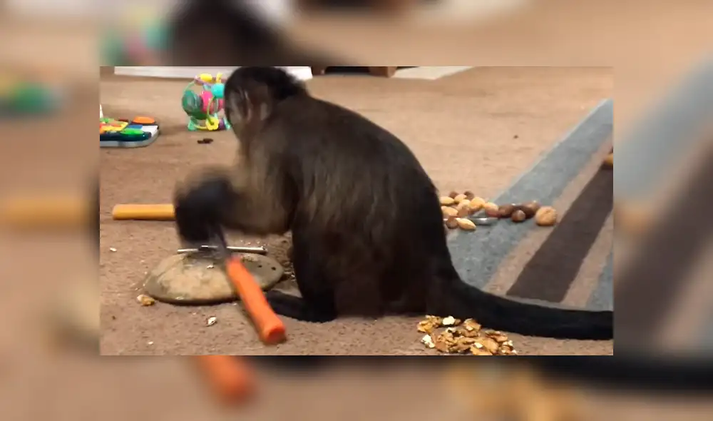 Facebook viral: conoce al mono más inteligente del mundo, el cual asombró a miles [VIDEO]