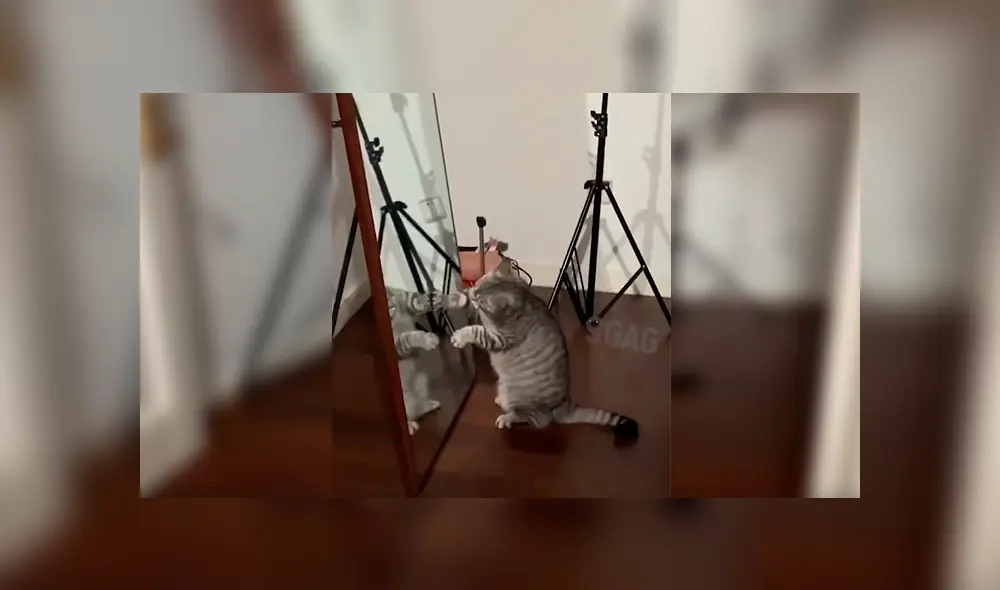 En Facebook, un joven grabó el preciso momento que su gato mira su reflejo en el espejo y tiene inesperada reacción. En Facebook, un joven grabó el preciso momento que su gato mira su reflejo en el espejo y tiene inesperada reacción.