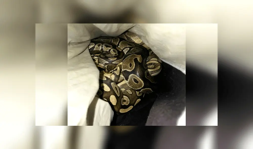 Abandonan a trece serpientes dentro de fundas de almohada dejadas en la calle