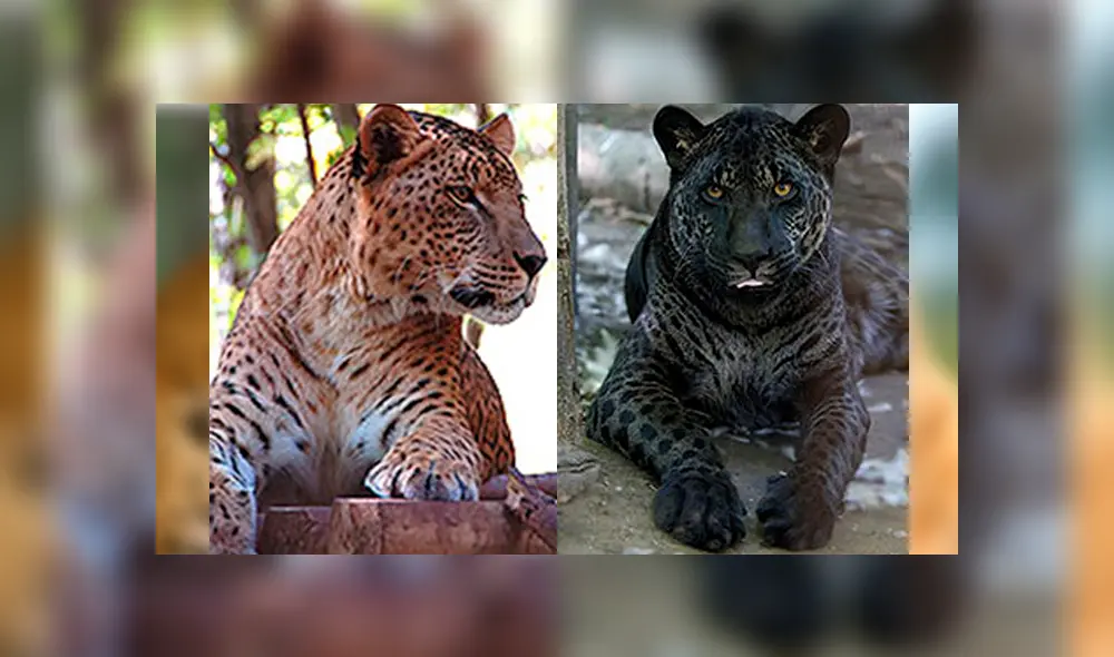 Desliza para ver cómo luce el jaglión que sorprendió a todos en YouTube. Foto: Captura. Desliza para ver cómo luce el jaglión que sorprendió a todos en YouTube. Foto: Captura.