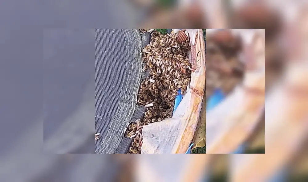 Desliza las imágenes para ver más detalles sobre esta escena que es viral en Facebook.