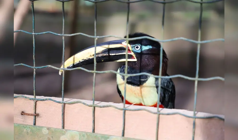 Conoce el Parque Natural de Pucallpa, un zoológico en medio de la selva [FOTOS]