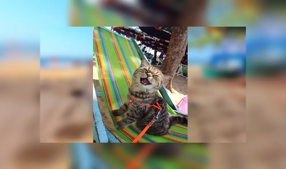 En Facebook, un pequeño gato visitó una maravillosa playa junto a su dueña y demostró su felicidad.