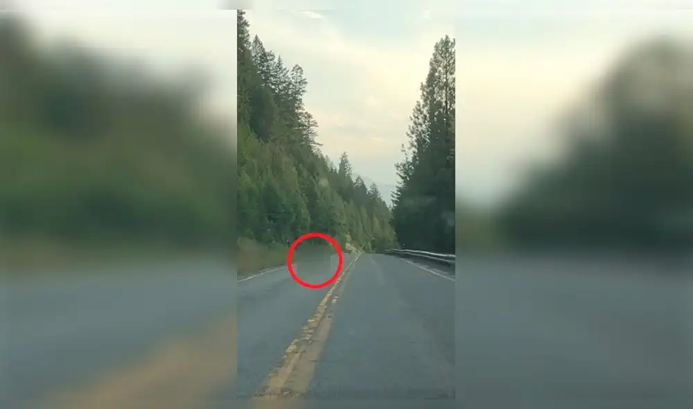 YouTube: conduce en la carretera, pero curiosa imagen lo deja paralizado [VIDEO]