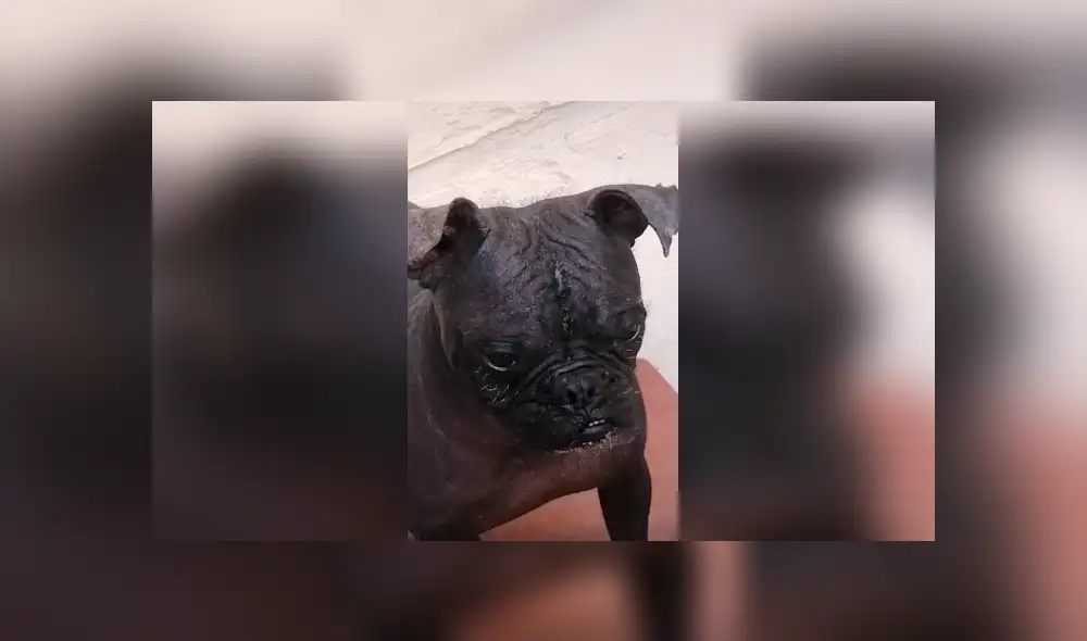 Desliza las imágenes hacia la izquierda para conocer la verdadera raza de un perro al que creían era un pitbull. Desliza las imágenes hacia la izquierda para conocer la verdadera raza de un perro al que creían era un pitbull.