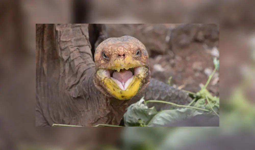 Diego, la tortuga gigante que salvó a su especie de la extinción gracias a su apetito sexual. Foto: Difusión