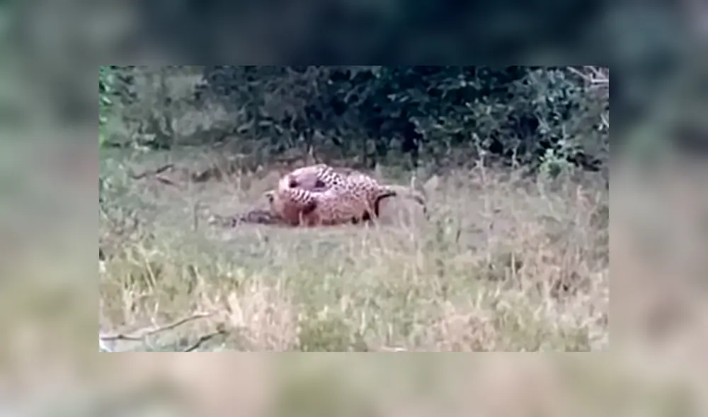 El leopardo atacó la cabeza del reptil mientras este intentaba rodearlo con su cuerpo. Foto: captura. El leopardo atacó la cabeza del reptil mientras este intentaba rodearlo con su cuerpo. Foto: captura.