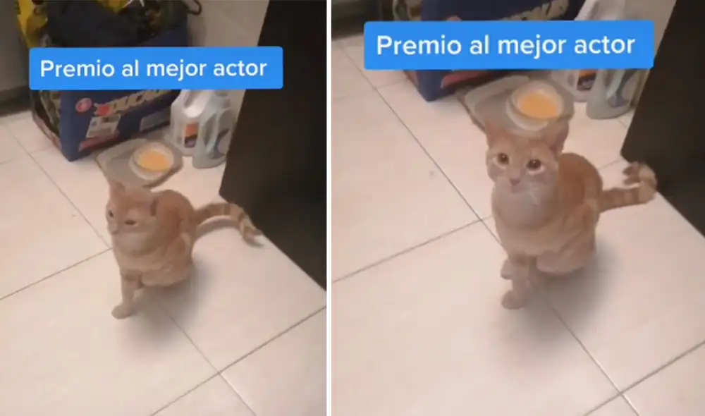 El felino llegó hasta su dueño cojeando, con el fin de ser atendido primero. Desliza para ver más imágenes de este travieso gatito. Foto: captura de TikTok