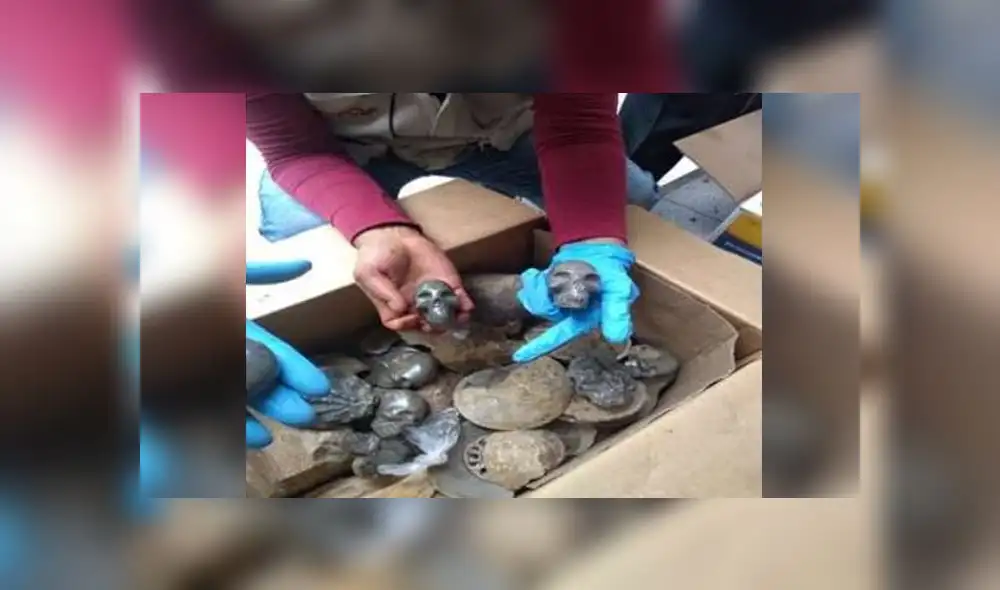 Entre los ejemplares incautados se encontró Ammonites, Bivalvos, Trilobites y Troncos fosilizados. (Foto: Difusión)