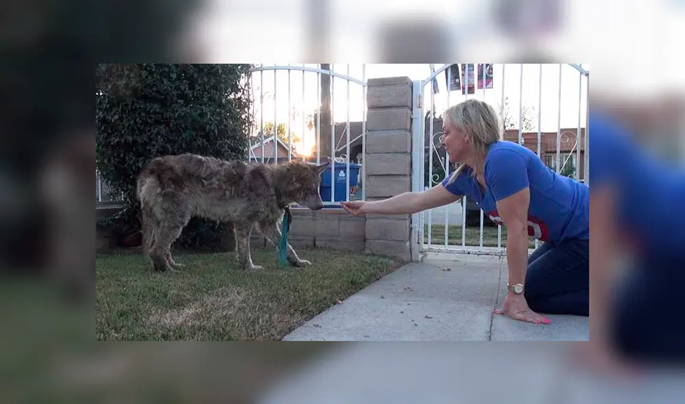 Desliza para ver las fotos de este perro que enamoró a todos en Facebook. Foto: Captura. Desliza para ver las fotos de este perro que enamoró a todos en Facebook. Foto: Captura.