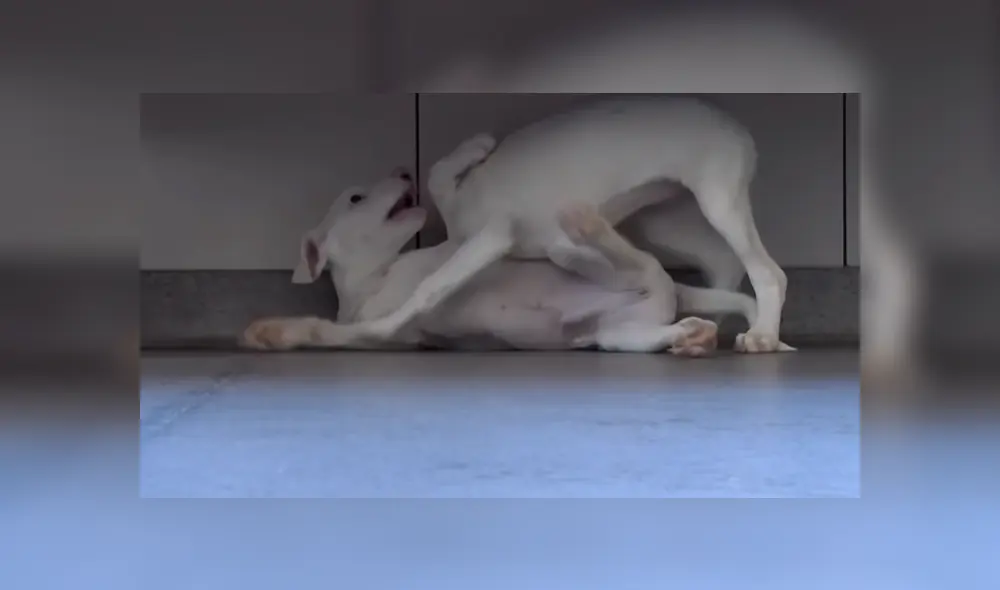 Los perros estuvieron en un refugio por varias semanas hasta que una familia los adoptó. Foto: YouTube Los perros estuvieron en un refugio por varias semanas hasta que una familia los adoptó. Foto: YouTube