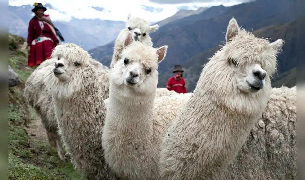 Fibra de alpaca