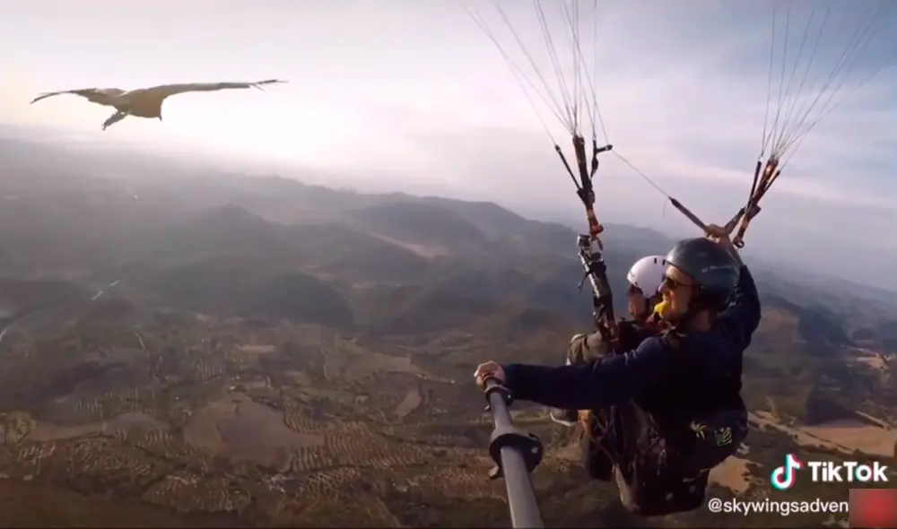 TikTok - parapente - animales TikTok - parapente - animales