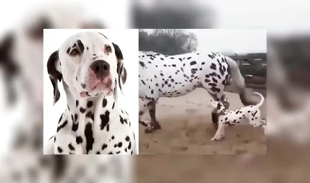 Facebook viral: perro dálmata conoce a caballo 'leopardo' y tiene increíble reacción [VIDEO]