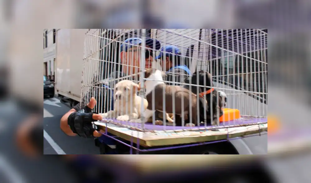 Buscan nuevo hogar para animales que fueron rescatados en Mesa Redonda [VIDEO]