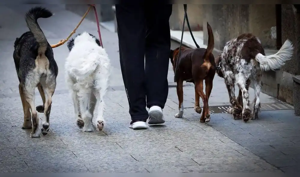 Ciudadanos podrán sacar a mascotas durante toque de queda. Foto:EFE / Javier Etxezarreta Ciudadanos podrán sacar a mascotas durante toque de queda. Foto:EFE / Javier Etxezarreta
