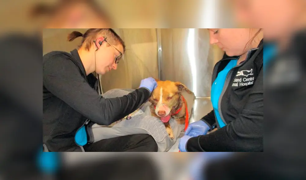 Desliza hacia la izquierda para ver como luce el perro abandonado en Estados Unidos. Imágenes de Facebook.