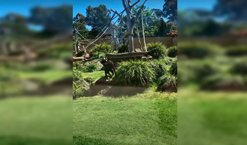 Desliza las imágenes para ver el emotivo momento en que un gorila intenta ayudar a un ave. Foto: captura de YouTube Desliza las imágenes para ver el emotivo momento en que un gorila intenta ayudar a un ave. Foto: captura de YouTube