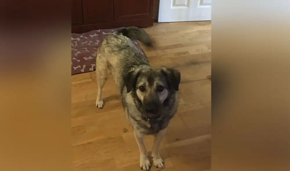 Desliza las imágenes para conocer más detalles sobre esta conmovedora historia. Foto: Facebook