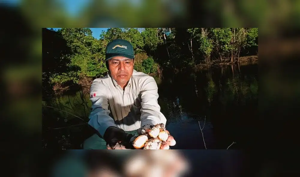 Liberarán a más de 6 000 taricayas. Créditos: Difusión. Liberarán a más de 6 000 taricayas. Créditos: Difusión.