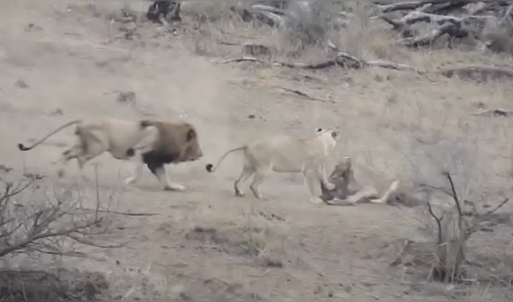 YouTube Viral: Insólita criatura ayuda a un jabalí a salvarse del ataque de dos leones hambrientos