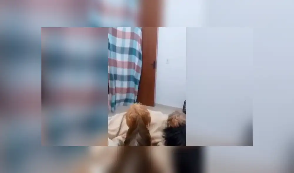 Desliza la imagen compartida para verlas todas. Foto: wikispain/TikTok Desliza la imagen compartida para verlas todas. Foto: wikispain/TikTok