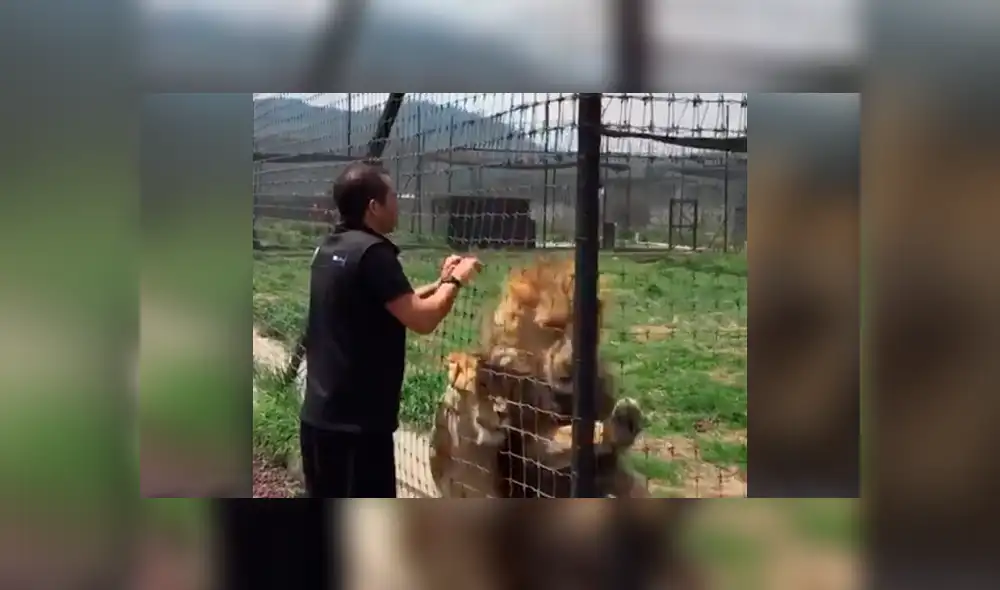 Leones tienen curiosa reacción tras ver a su amo 'pegado' en las rejas.