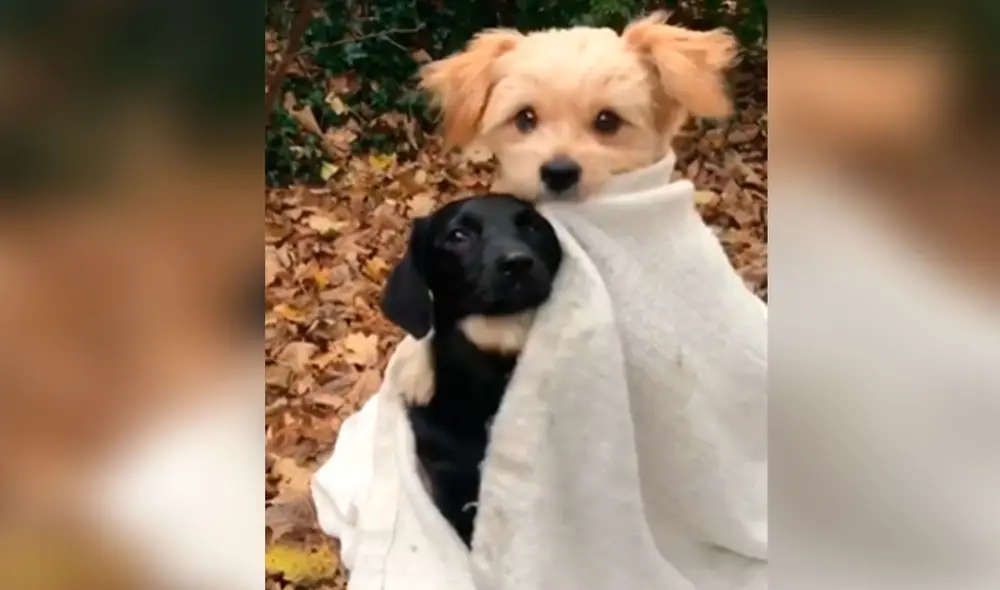 Desliza las imágenes para ver la amorosa escena que protagonizaron dos perros al demostrar su cariño. Foto: captura de Facebook