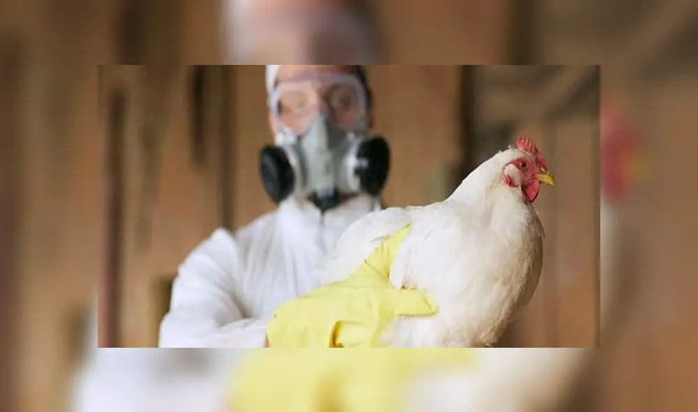 Influenza H5N1. Foto: difusión.