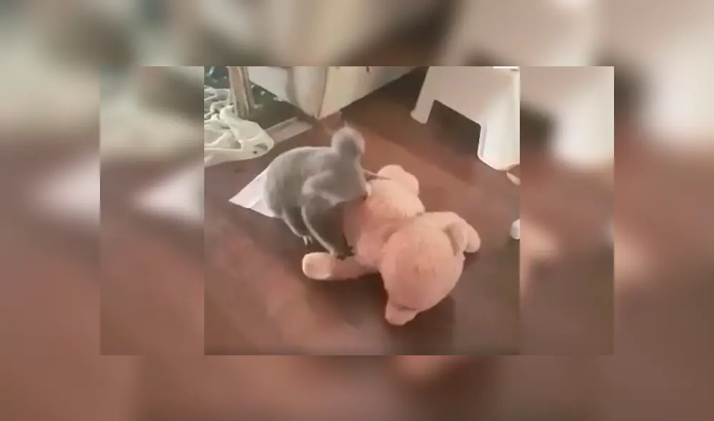 En Facebook, un koala tuvo una emotiva reacción al percatarse que un rescatista el entregó un peluche.