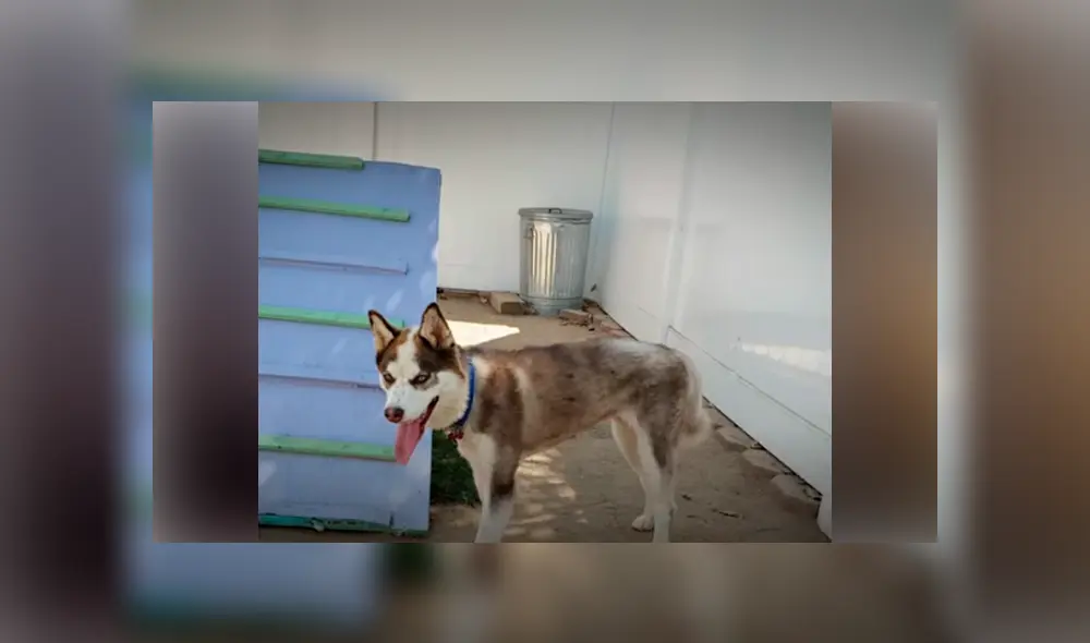 Desliza hacia la izquierda para ver las imágenes del viral de YouTube. Desliza hacia la izquierda para ver las imágenes del viral de YouTube.