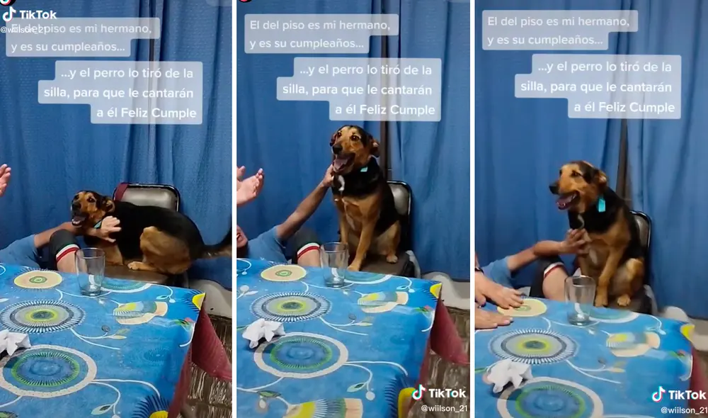 El perrito quiso ser el homenajeado y no dudó en despojar a su dueño de su lugar. Foto: composición LR/captura de TikTok/@Emiwilson El perrito quiso ser el homenajeado y no dudó en despojar a su dueño de su lugar. Foto: composición LR/captura de TikTok/@Emiwilson
