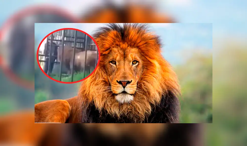 YouTube viral: hombre en estado de ebriedad fue atacado por león al meter su mano en su jaula