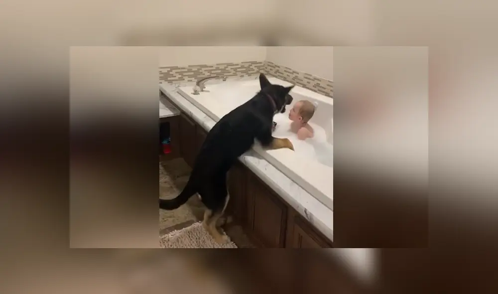 A través de Facebook se hizo viral el curioso comportamiento de un perro al ver a su dueño en un bañera. A través de Facebook se hizo viral el curioso comportamiento de un perro al ver a su dueño en un bañera.