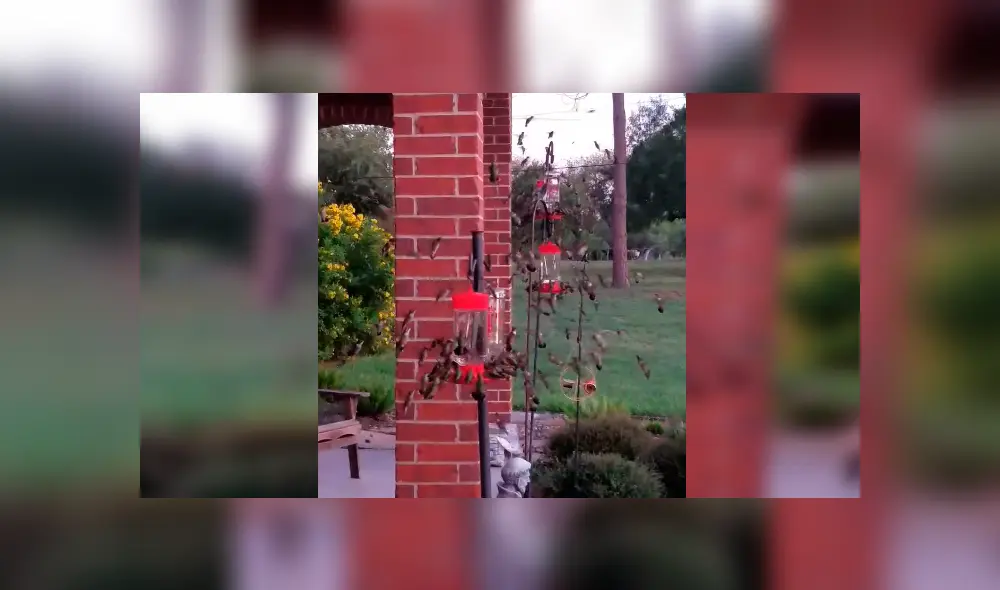 Facebook viral: creyó toparse con un enjambre de abejas, se asoma y descubre un increíble espectáculo