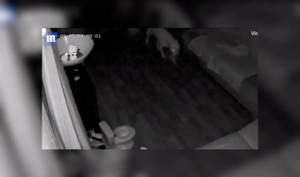 Video en Facebook grabado por cámara de seguridad revela el peor secreto de un pequeño perro. Video en Facebook grabado por cámara de seguridad revela el peor secreto de un pequeño perro.