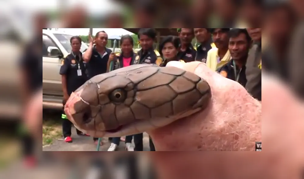 Desliza hacia la izquierda para ver el espeluznante aspecto de la serpiente viral de YouTube. Desliza hacia la izquierda para ver el espeluznante aspecto de la serpiente viral de YouTube.
