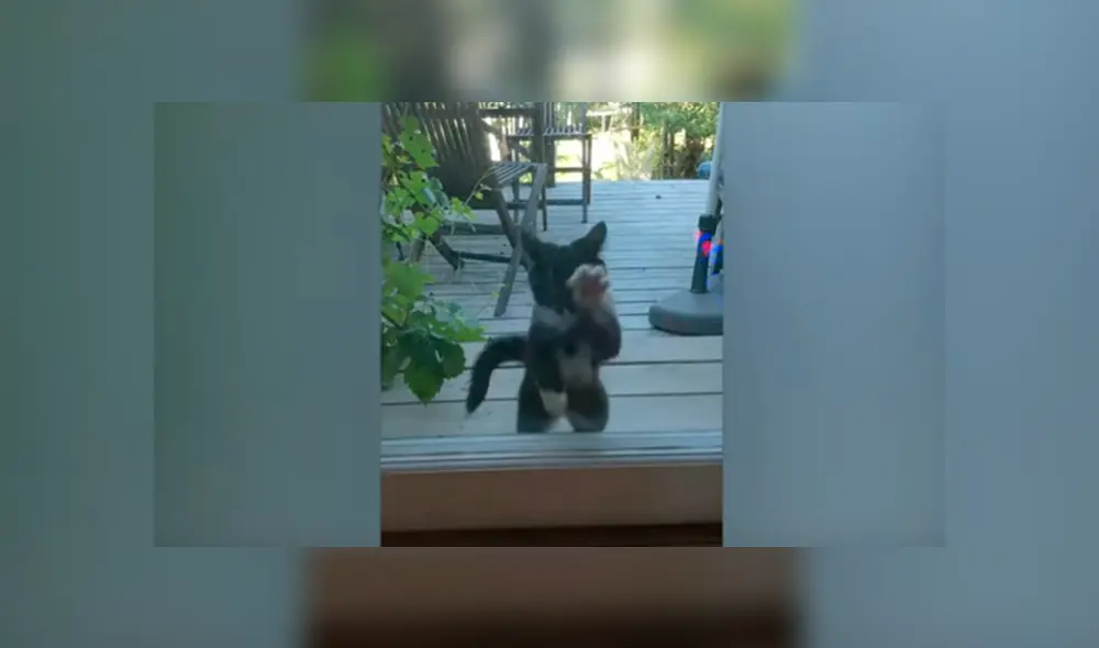En Facebook, un gato arañó la mampara corrediza de su casa para suplicar perdón a su dueña tras escapar. En Facebook, un gato arañó la mampara corrediza de su casa para suplicar perdón a su dueña tras escapar.
